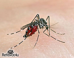 עיריית רחובות נגד דגירות יתושים