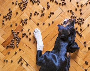 איך בוחרים מזון מומלץ לכלבים?